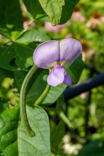 The Flower And Developing Curved Pods Of Pretzel Bean (Vigna Unguiculata 'Pretzel Bean'), An Heirloom Variety Of Cowpea