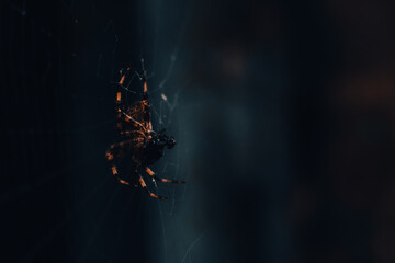 Big Spider eating in his web