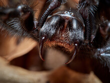 Gibraltar Funnel-web Spider. Macrothele Calpeiana.
