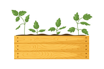 Wooden garden box with seedlings. Young green shoots with leaves in box with earth. Gardening, agriculture, vegetable garden. Bright vector illustration, cartoon style isolated on white background