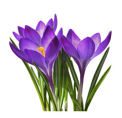 Wall Mural - Purple crocus flowers and leaves isolated