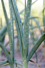 Poster - Onion leaves destroyed by thrips. They are dangerous pests of many kinds of crops and ornamental plants.