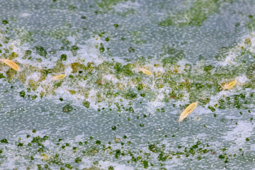 Poster - Onion leaves destroyed by thrips. They are dangerous pests of many kinds of crops and ornamental plants.