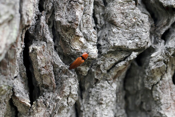 Wall Mural - The close-up of the Elater ferrugineus, the rusty click beetle on an oak tree