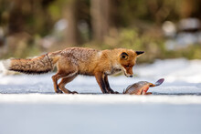 Male Red Fox (Vulpes Vulpes) Found A Fish On A Frozen Pond