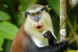 Mona monkey eating in a tree, Grand Etang National Park, Grenada.