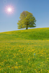 Canvas Print - Buche als Einzelbaum mit Sonne am Himmel