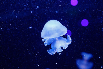 Wall Mural - macro of a beautiful jellyfish stomolophus meleagris