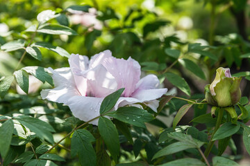 Poster - Blooming treelike white peonies in the garden