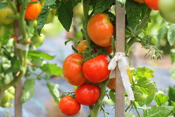 Wall Mural - Big red tomatoes growing in a greenhouse ready to pick