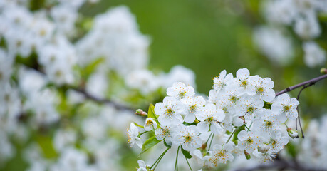 Wall Mural - Blooming spring background.