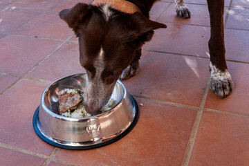 Perro comiendo, comida casera.