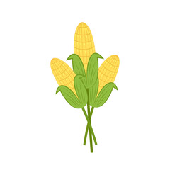 Corn vector. Corn on white background.  corn cartoon vector.