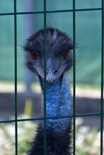 Emu W Niewoli