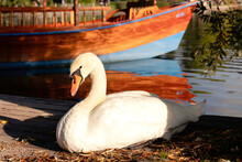 White Swan By The Lake And A Colorful Boat, Bled Slovenia Slovenija