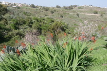 Aloa Vera Auf Gran Canaria