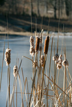 Cattails- Also Known As Bulrush- On A Winter Day By A Frozen Pond