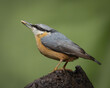 Portrait of a European nuthatch with a seed in my garden in Burcot, Bromsgrove, Worcestershire