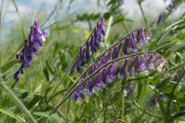 Canvas Print - Close up of purple flowers of Vicia villosa (known as the hairy vetch, fodder vetch or winter vetch) on field. It is fodder plant.