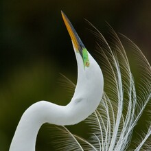 Award-winning Portrait Of A Breeding Great Egret Display In Kissimmee, Florida.