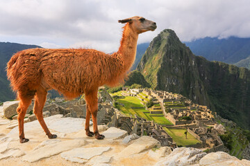 Wall Mural - Llama standing at Machu Picchu overlook in Peru