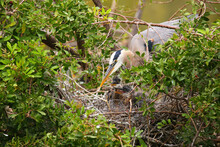 Great Blue Heron With Chicks In The Nest. It Is The Largest North American Heron.