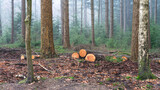 Fototapeta Las - Cutted wood in the forest of The Netherlands, Speulderbos, Veluwe.