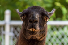 Close-up Portrait Of Llama