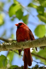 Low Angle View Of Cardinal Perching On Branch