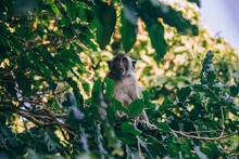 View Of A Monkey On Plant