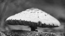 Black And White Shot, Macrolepiota Procera Or Parasol Mushrooms In Autumn Meadow.
