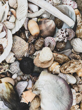 Flea Market Treasures. Seashells Background. Variety Of Different Shapes Seashells
