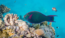 Unrealistically Beautiful Underwater World Of The Red Sea
