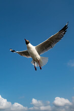 Seagull Flying On Beautiful Blue Sky