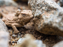 A Small Horned Toad Lizard Hiding Among Rocks, Close Up.
