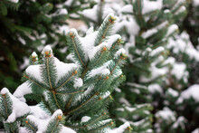 Close-up Of Pine Tree During Winter