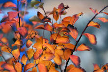 Close-up Of Autumnal Leaves Against Blurred Background