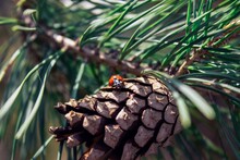 Close-up Of Pine Cone