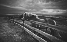 Black And White Horse Nearby Wooden Fence