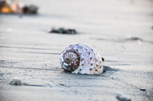 Close-up Of Seashell On Beach