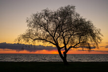 Silhouette Bare Tree By Sea Against Clear Sky During Sunset