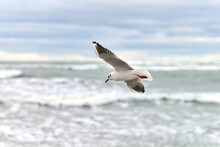 Seagull, Gull Flying Over Sea. Close Up View Of Hovering White Bird On Natural Blue Background.