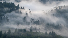 Cloud Forest. Fog Drifts Through The Black Forest After A Summer Thunderstorm