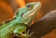 Close Up Portrait Of A Chinese Water Dragon On A Branch