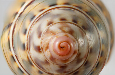 Poster - A vibrant colorful seashell isolated on a gray background