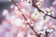 Close-up Of Cherry Blossoms In Spring
