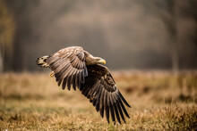 Isolated White-tailed Eagle In Flight With Open Wings