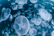 A Group Of Jellyfish In Notojima, Ishikawa ,japan