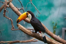 Close-up Of Tucan Perching On Branch