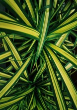Full Frame Shot Of Green Leaf